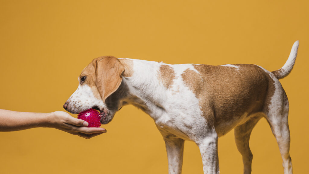 brinquedo para cachorro