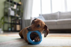 Brinquedos para Cachorro